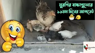 মুরগির বাচ্চাগুলোর ১৬তম দিনের আপডেট 🐤🐣 #মুরগির_বাচ্চা #দেশিমুরগি #chicken #poultry #vlog