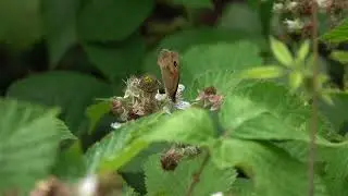 Meadow Brown butterfly drinking from a bramble flower
