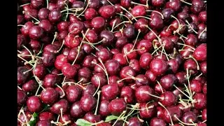 Cherries 101 - Nutrition and Health Benefits