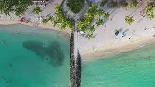 Tropical Reggae & Palm Trees | 50 minutes Study Music #study #reggae #studymusic