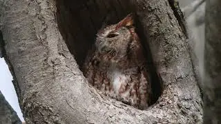 A North American Eastern Screech Owl (rufous phase) starts to doze off again after waking in a tree