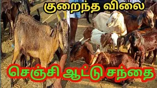 செஞ்சி ஆட்டு சந்தை|Gingee Goatmarket