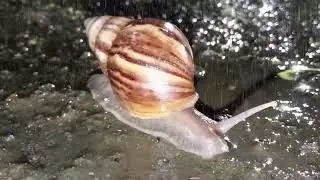 Macro World: The Beautiful Night Life of Garden Snails