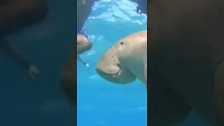 Funny sea cow attack people😁 #seacow #dugong #manatee #sea