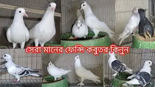 কম দামে ভালো মানের ফেন্সি কবুতর কিনুন আজই||হালিম কবুতর ঘর বগুড়া||কবুতরের দাম দর-২০২৬||pegion price||