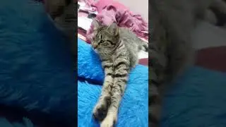 kya aap in fayde ko jante hai #pets #cat #cute #Ayat0.2😻😻&hearts;️&hearts;️🙋&zwj;♀️🙋&zwj;♀️