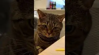 Cats Are Clever #clevercat #clevercats #funnycats #catshorts