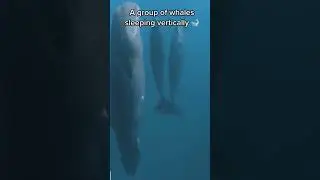 Scariest ocean events ever recorded 📸🦈 #shorts