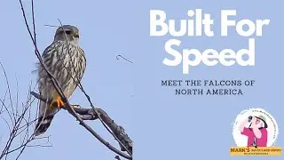 Discover The Magnificent Falcons Of North America