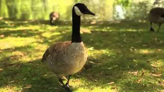 Day at Toronto Island