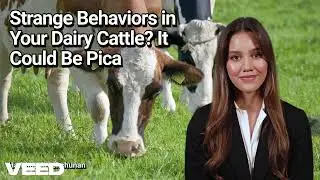 Strange Behaviors in Your Dairy Cattle? It Could Be Pica