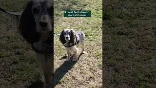 The Secret to a Calm, Connected Gundog Partnership
