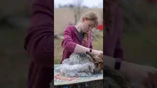 Shearing a Chestnut Giant Angora Rabbit