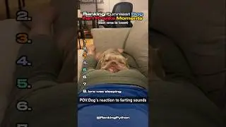 Ranking Funniest Dogs Fart Pranks Moments Ever 🐕 #shorts #ranking