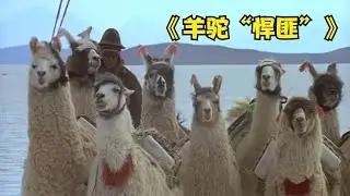 領著一群&ldquo;羊駝悍匪&rdquo;行走300公里販鹽，一次運輸就賺得盆滿缽滿 #即錄觀世界 #紀錄片 #電影 #北極 #因紐特人