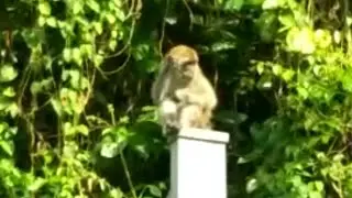 Short Vlog with Monkeys /Jogging Park in TTDI, Kuala Lumpur.