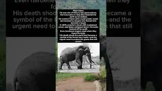Satao: The Elephant With Tusks So Big&hellip; He Was Hunted For Them 🐘💔 #viralvideo #wildlife