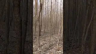 Vetting land for Homesteading in Southern Indiana