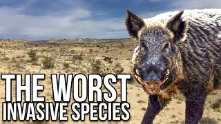 Ranking the 8 Worst Invasive Species in America