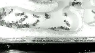 🔴 Ants at Work - Nest - Day 1912, Messor Barbarus Ants Live Webcam, Ant Farm in Hamburg, Germany