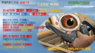 23-627390 黑斑♀ 雙頭戈登-連三代入賞血系 交流等級: 38,000.