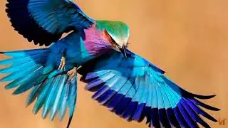 Сизоворонка (Coracias garrulus)