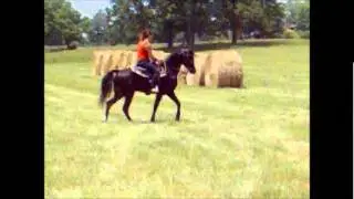 TWH stallion