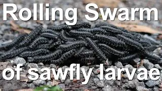 A rolling swarm of sawfly larvae