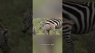 Факт о зебрах