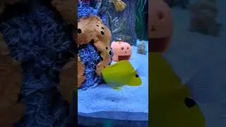 Epcot's Aquarium 🐠🐬💛 #travel #disneyepcot #Florida #underthesea