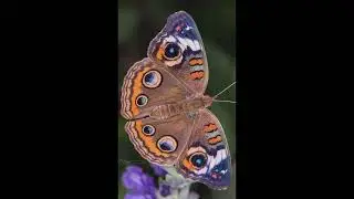 Beautiful Butterfly Pictures