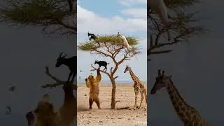 Giraffe Saves Goats with a Powerful Kick! 🐐🦒🐻💥 #shorts #shortvideo #goat #giraffe #bear
