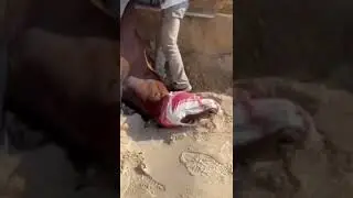 🥺😢Poor master, his horse died, he buried it in despair!