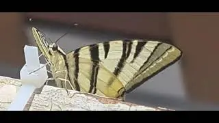 Lepidottero