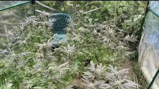 outdoor grow UK almost harvest time