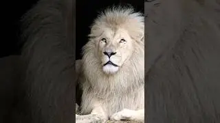 Rare and Majestic: The Fascinating World of White Lions #majesticwildlife