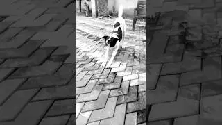 #doglover #doglovers #dogshorts #doglife #shortsvideo #shortsfeed #shortsviral