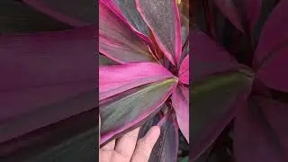👈drecina #gardingtips #beautifulplants