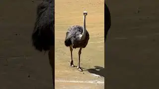 Legs of Steel | The Powerful Walking Style of Ostriches