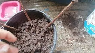 How to germinate Trident Maples- Planting Trident Maple Seeds