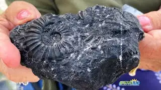 Barbara Grove's 100 Million Year Old Ammonoid Fossil