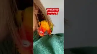 #funnyparrot #meetingvibes #sleepyparrot #попугай #юмор #соннасобрании #birdtok #мем