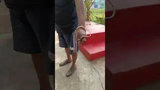 #youtubeshorts #goviral #snake 🐍 #viral shorts#capture #snakehelpline