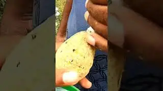 ഇവനെ പിടിക്കാൻ കൈ ചൂണ്ട മതി🎣Fishing Video|Village Fishing|Traditional Fishing|natchural Fishing|Fish
