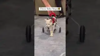 Paralyzed cat got her wheelchair 🦼 #cat #welfare #case