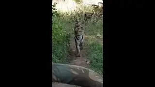 Tiger Chasing a Jeep in Tadoba | Tiger Attack | Tourists freak out as the tiger starts chasing jeep!