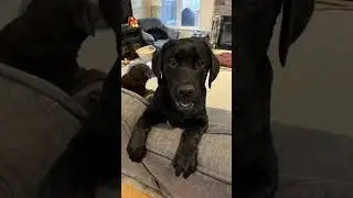 Darcy has a heavy duty dad joke  #puppylife #labrador #dadhumor