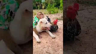 cute dog and monkey friendship- #funnymoment #shorts #viral
