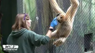 #WildWenesday - White-Cheeked Gibbons