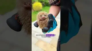Cute little hedgehog. #healing #animals #cuteanimal #shortvideo #pets #hedgehog